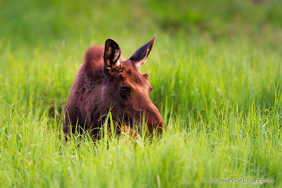 In the Kawuneeche Valley in western Rocky Mountain National Park, a young bull munches on the tall grass. - Colorado Photography