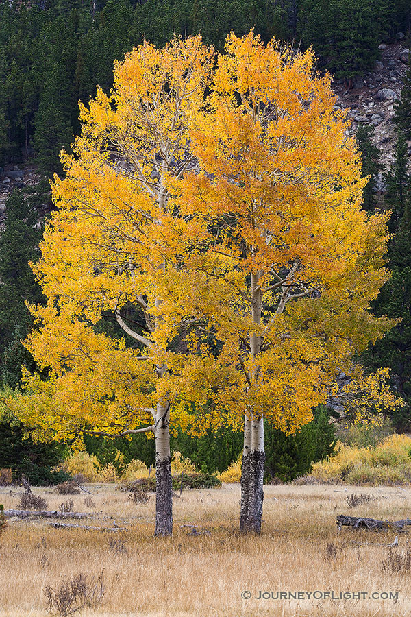 In 2011 I photographed this same pair of aspens seemingly huddled together in a snow storm.  A little over a year later I returned to the same spot and captured these same aspens in all their autumnal glory. - Rocky Mountain NP Photography