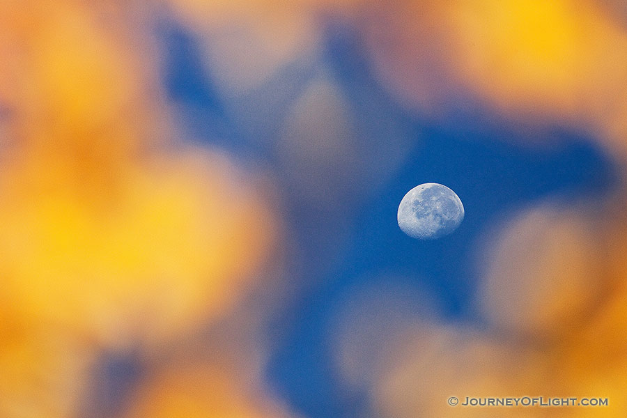 The moon is seen through the branches of an autumn aspen tree on the trail down from Beirstadt Lake in the fall in Rocky Mountain National Park. - Rocky Mountain NP Photography