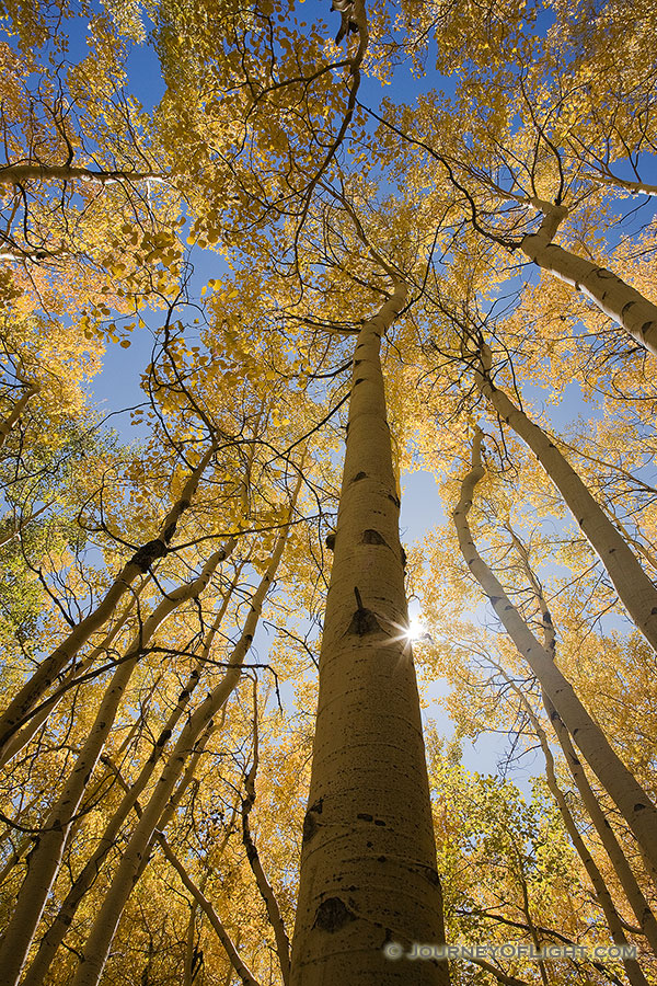 The sun streams through a grove of golden aspens in the fall in Colorado. - Colorado Photography