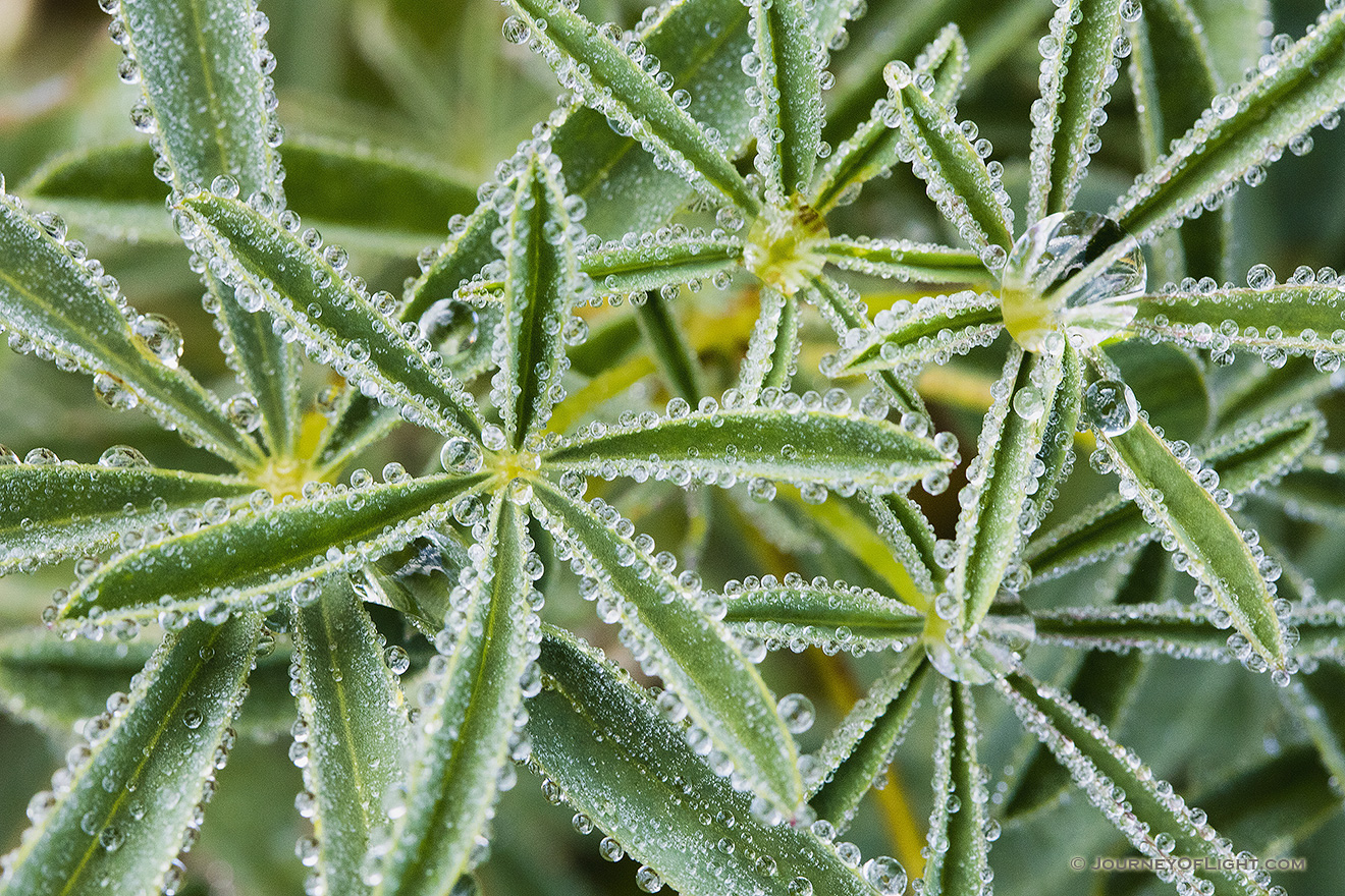 On a cool July morning, droplets of dew cling to plants in the Kawuneeche Valley in Rocky Mountain National Park. - Colorado Picture