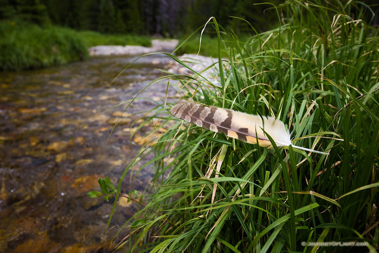 A feather rests on grass near the beginning of the Colorado River near the Lulu City site in Rocky Mountain National Park, Colorado. - Rocky Mountain NP Picture