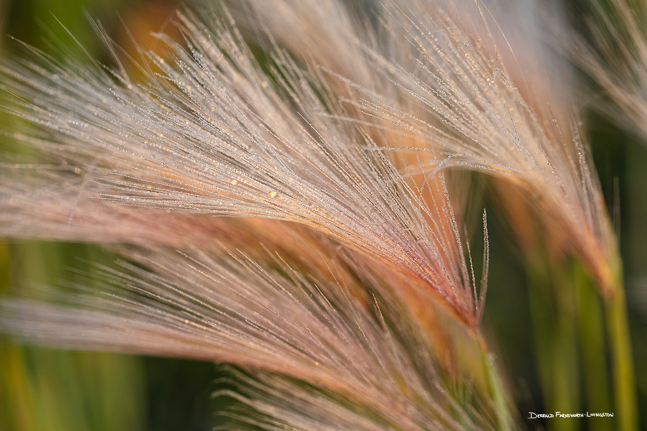 A close up nature image of dew on grass at Twin Lakes, Colorado. - Colorado Picture