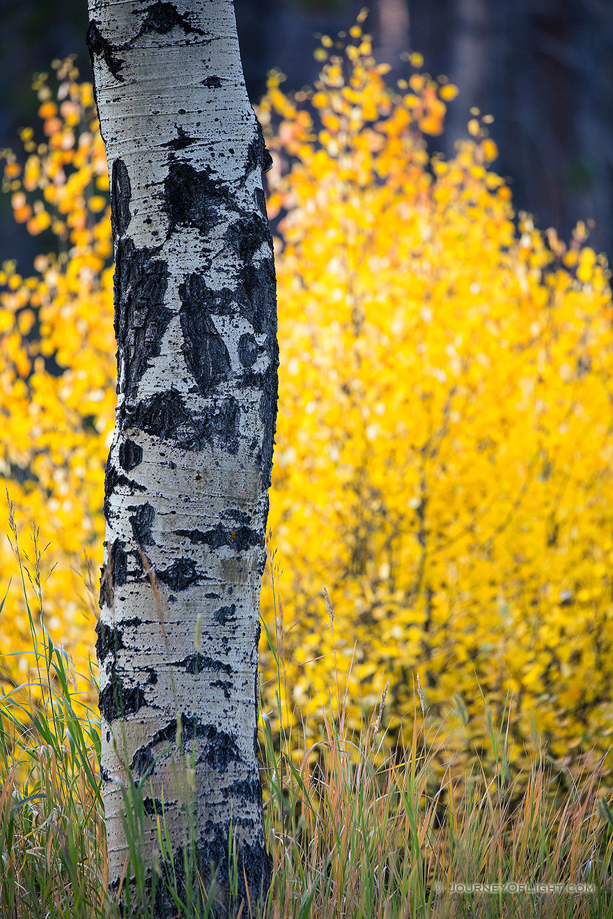 Aspen leaves burst with autumn warm colors in a grove on the west side of Rocky Mountain National Park. - Colorado Picture