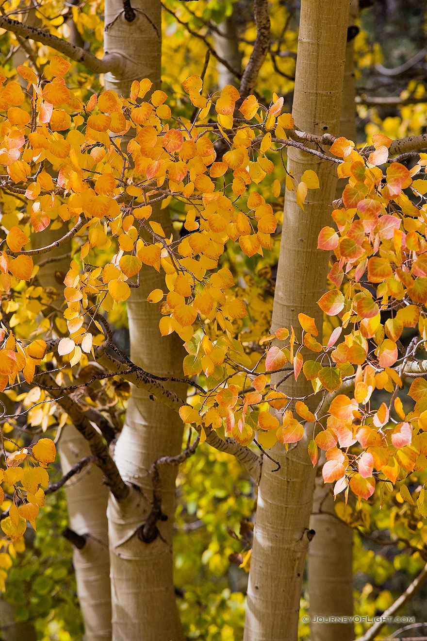 The patterns and colors of an aspen tree in the fall in Colorado. - Colorado Picture