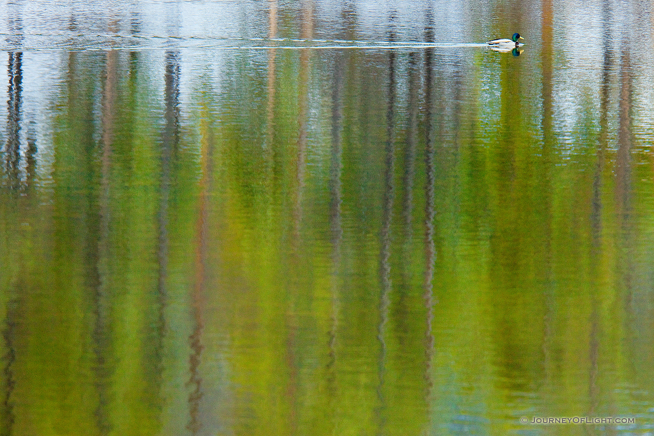 A duck glides through the water at Sprague Lake at Rocky Mountain National Park, Colorado. - Rocky Mountain NP Picture