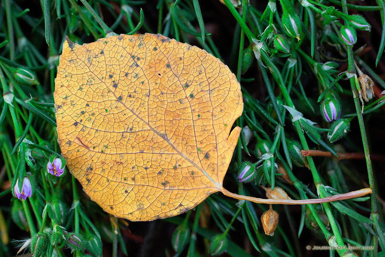 An aspen leaf lies on a bed of green and purple foliage near the Beaver Ponds in Rocky Mountain National Park. - Rocky Mountain NP Picture