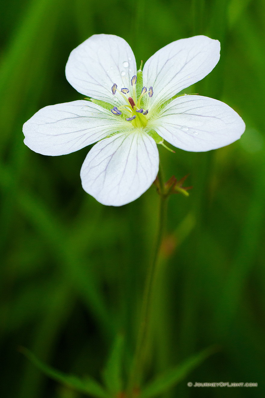 A Richardson Geranium blooms near the Beaver Ponds on the western side of Rocky Mountain National Park in Colorado. - Colorado Picture