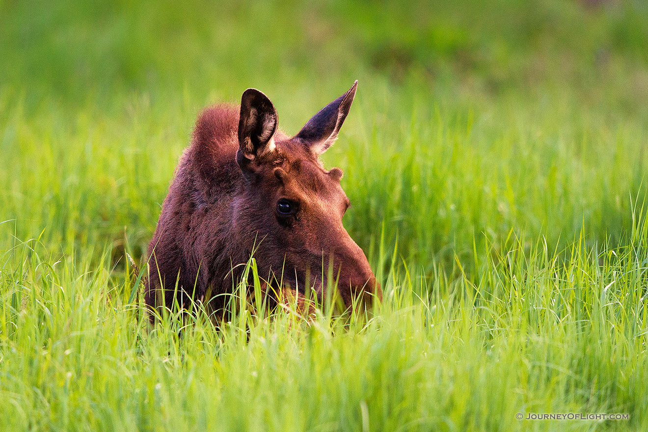 In the Kawuneeche Valley in western Rocky Mountain National Park, a young bull munches on the tall grass. - Colorado Picture