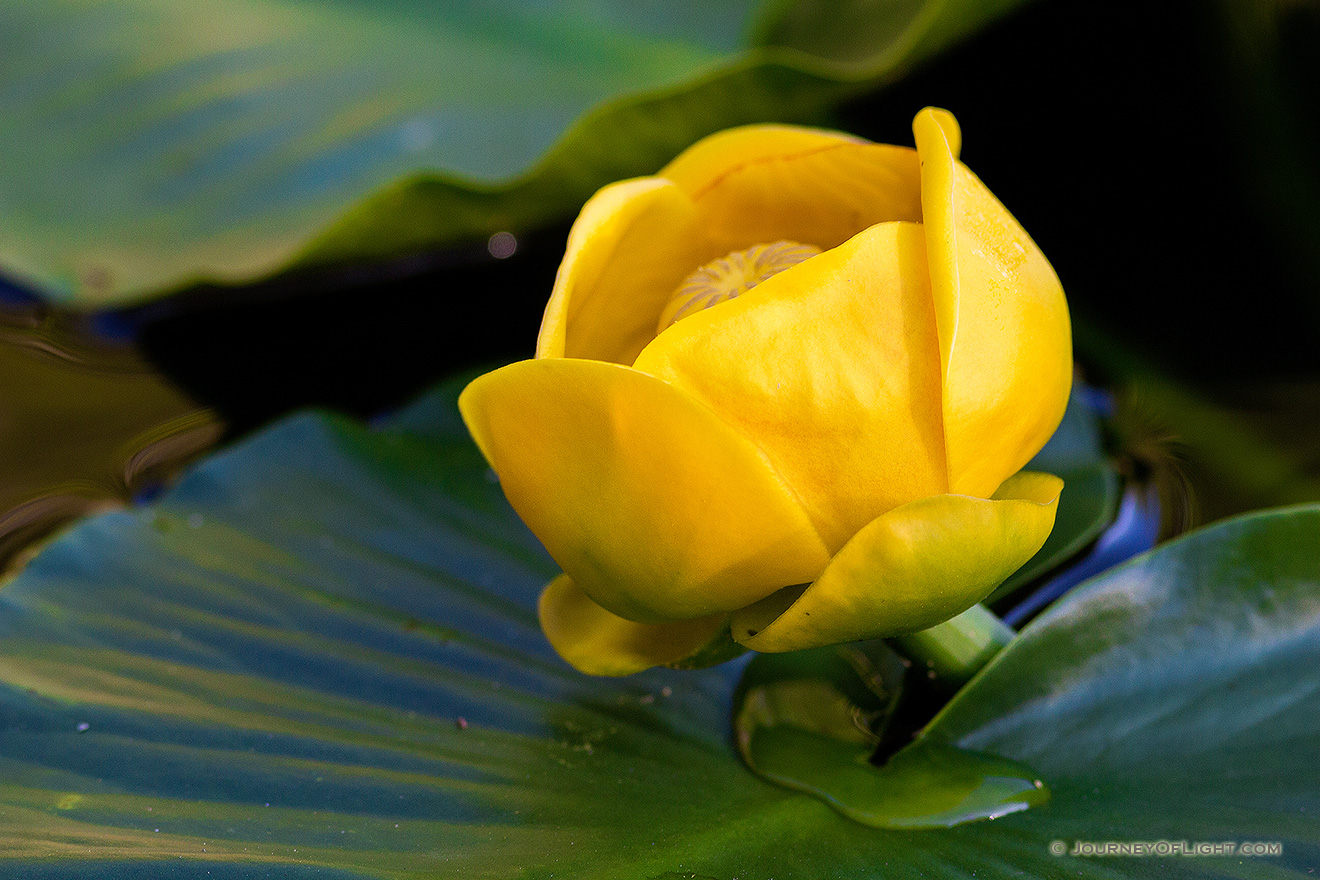 A lone lily bloom floats on Nypmh Lake in Rocky Mountain National Park in Colorado. - Colorado Picture