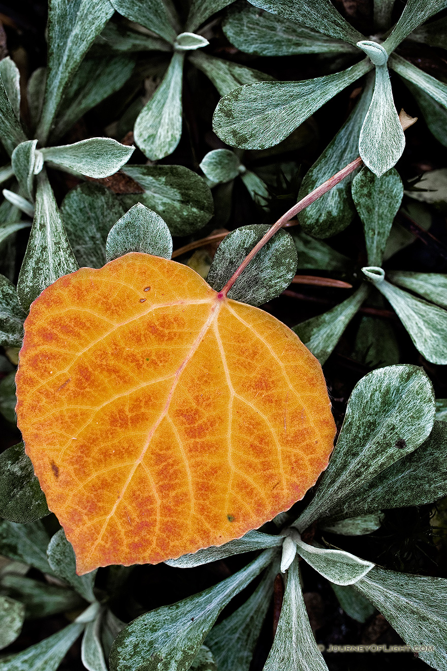 An autumn aspen leaf lies in the shade of the forest on the path to Big Meadows on the west end of Rocky Mountain National Park. - Rocky Mountain NP Picture