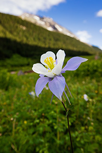 A lone Columbine grows in a lush, green valley in the San Juan mountains in southwestern Colorado. - Colorado Nature Photograph