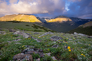 Light from the rising sun illuminates the peaks of Rocky Mountain National Park and wildflowers dot the landscape high upon the tundra. - Colorado Photograph