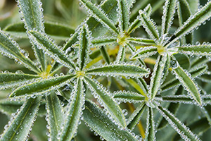 On a cool July morning, droplets of dew cling to plants in the Kawuneeche Valley in Rocky Mountain National Park. - Colorado Landscape Photograph