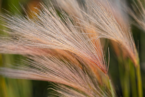 A close up nature image of dew on grass at Twin Lakes, Colorado. - Colorado Photograph