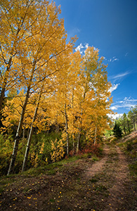 An old abandoned road curves around some autumnal aspens to an unknown destination on Pike's Peak. - Colorado Photograph