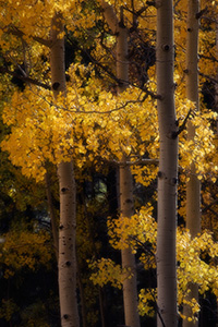 The leaves of the autumn golden aspens rustle in the warm afternoon breeze. - Colorado Photograph