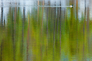 A duck glides through the water at Sprague Lake at Rocky Mountain National Park, Colorado. - Colorado Photograph