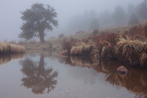 On a cool evening a fog decends upon Horseshoe Park in Rocky Mountain National Park. - Colorado Landscape Photograph