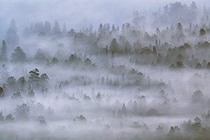 Morning fog rolls through Horseshoe Park in Rocky Mountain National Park in Colorado. - Colorado Photograph