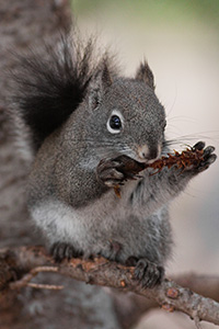 An Abert's Squirrel eats a pine cone on a branch in Rocky Mountain National Park. - Colorado Photograph