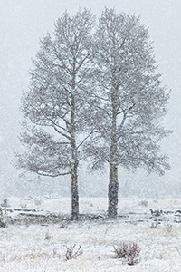 Two aspen trees withstand time and the elements together in Horseshoe Park in Rocky Mountain National Park, Colorado. - Colorado Photograph