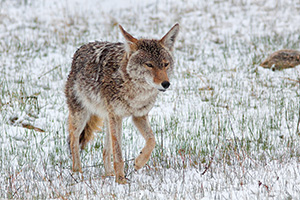A coyote, tired from a recent altercation with an elk herd slinks away as snow falls in Rocky Mountain National Park. - Colorado Wildlife Photograph