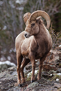 A big horn sheep watches high from the rocks near Endovalley in Rocky Mountain National Park, Colorado. - Colorado Landscape Photograph