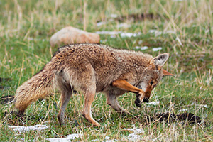 A coyote hunts for breakfast in Moraine Park in Rocky Mountain National Park. - Colorado Wildlife Photograph