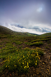 High upon the tundra of Rocky Mountain National Park, the fog briefly recedes revealing a verdant landscape with wildflowers and lakes that dot that landscape. - Colorado Landscape Photograph