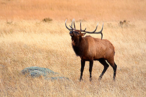 Protecting his large harem, this bull elk bugles while patroling, asserting his dominance. - Colorado Photograph