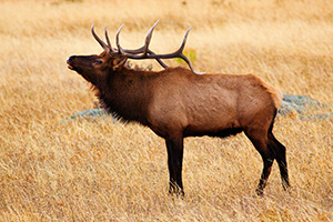 A bull elk bugles, the sound echoing throughout Moraine Park in Rocky Mountain National Park. - Colorado Photograph