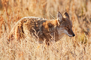 A coyote quickly makes his way through the grassy meadow in Moraine Park in Rocky Mountain National Park. - Colorado Photograph