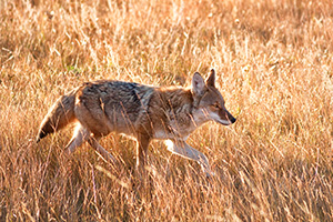 The sun had just crested the eastern mountain range when a coyote appeared and raced through Moraine Park in Rocky Mountain National Park, hunting his next meal. - Colorado Photograph