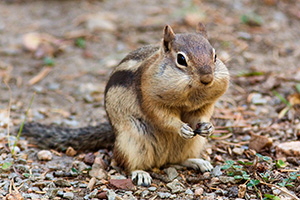 A Colorado Chipmunk pauses for an instance before continuing to forage for the upcoming winter. - Colorado Photograph