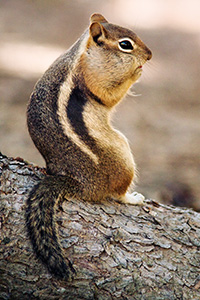 A Colorado Chipmunk pauses for an instance before continuing to forage for the upcoming winter. - Colorado Photograph