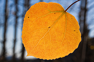 A yellow and red leaf hangs alone from an aspen tree on the Alberta Falls trail in Rocky Mountain National Park.  Soon, even the gentliest of breezes will wisk it away. - Colorado Photograph