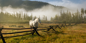 A photograph of a white horse and a fence on a foggy mountain landscape in Colorado. - Colorado Photograph