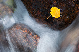 A lone fallen autumn aspen leaf grasps to a rock as the Big Thompson cascades by. - Colorado Photograph