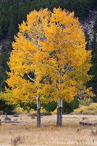 In 2011 I photographed this same pair of aspens seemingly huddled together in a snow storm.  A little over a year later I returned to the same spot and captured these same aspens in all their autumnal glory. - Colorado Photograph