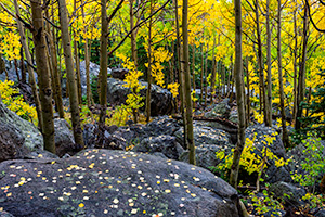 A landscape photograph of an aspen grove above Bear Lake in Rocky Mountain National Park, Colorado. - Colorado Landscape Photograph