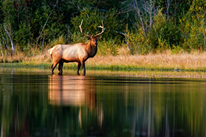 Just past sunrise, an elk strolls into the calm water at Sprague Lake in Rocky Mountain National Park. - Colorado Photograph