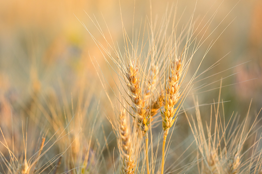 A macro photograph of wheat glowing in the late afternoon sun in the panhandle of Nebraska. - Nebraska Photography