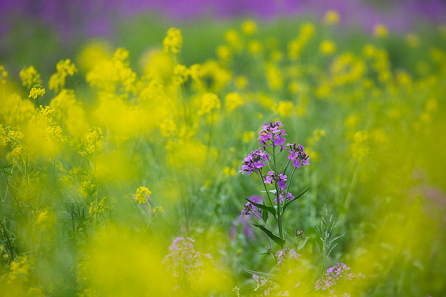 A scenic photograph of yellow and lavendar flowers at Schramm State Recreation Area in eastern Nebraska. - Nebraska Photography