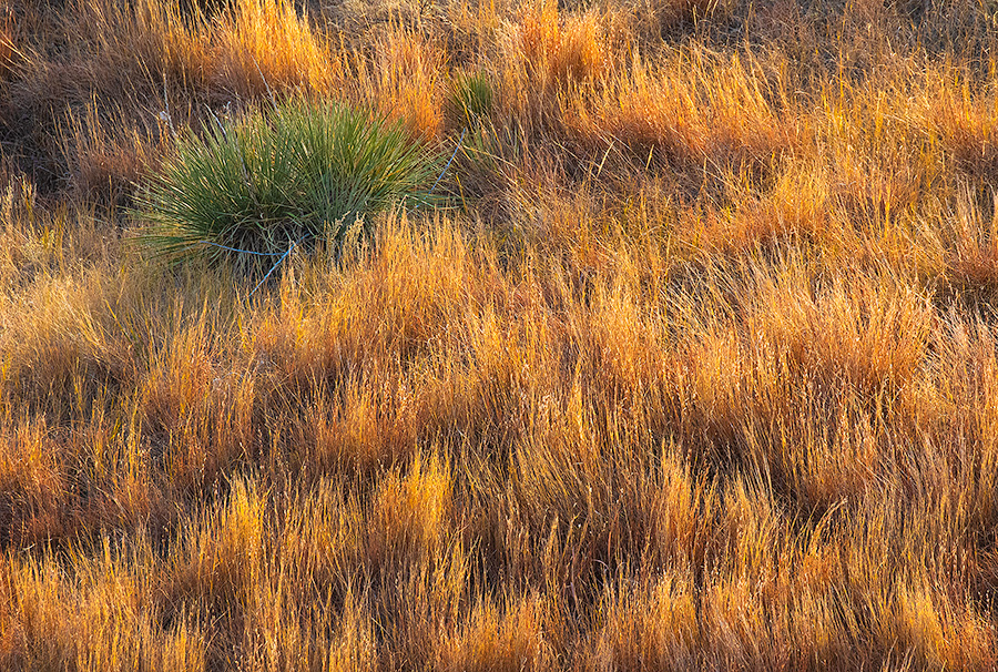 A scenic  Nebraska photograph of a yucca plant and prairie grass in western Nebraska. - Nebraska Photography