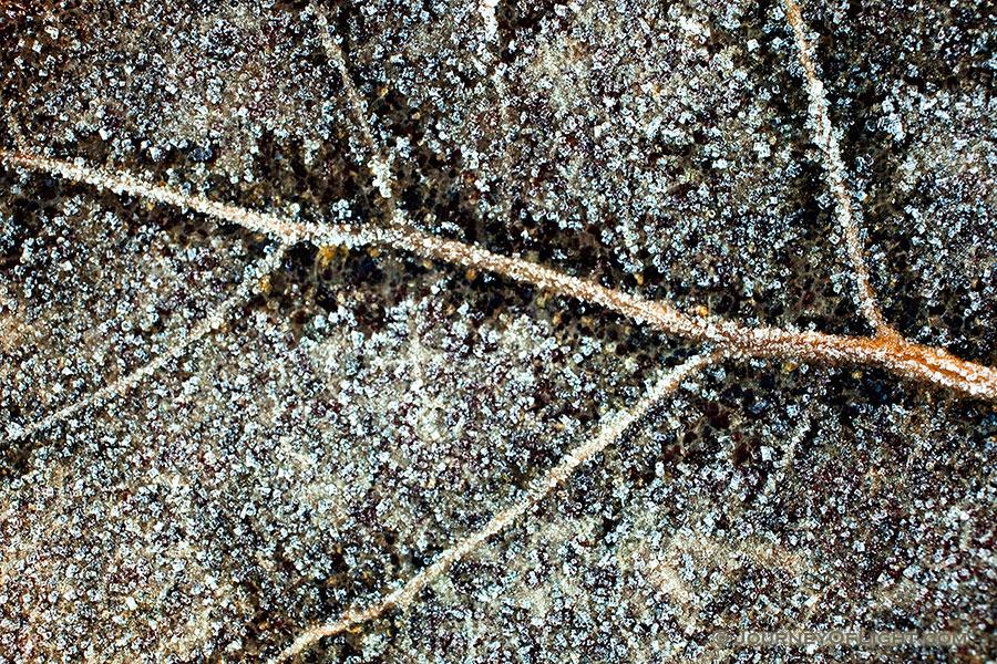 A fallen leaf is coated with a light frost, evidence of the previous chilly night. - Nebraska Photography