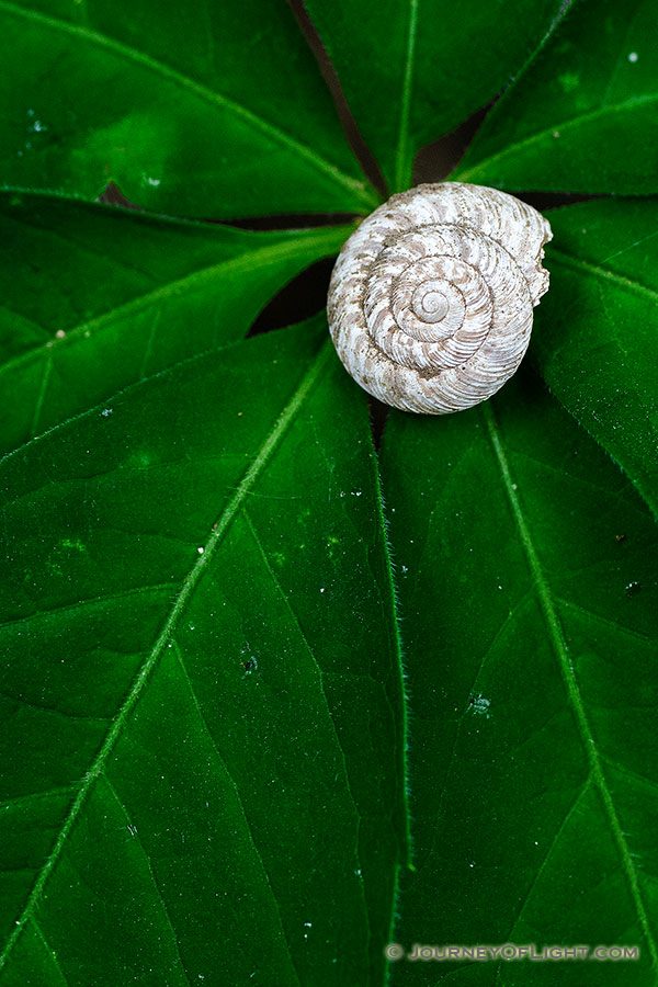 A snail shell rests on the leaves of the forest foliage at Schramm State Recreation Area. - Nebraska Photography