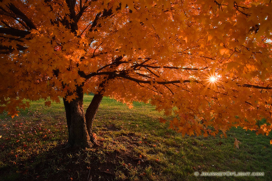 The sun streams through a beautiful orange maple tree turns on a warm autumn evening. - DeSoto Photography
