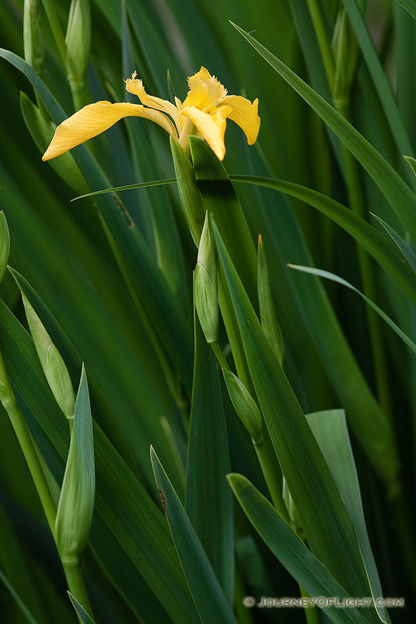 A sunny yellow iris begins to bloom by the ponds at Schramm State Recreation Area, Nebraska. - Nebraska Photography