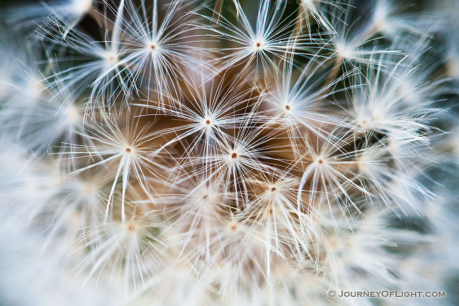A close-up view of a dandelion that had gone to seed in the autumn. - Nebraska Photography